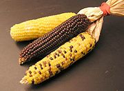 maïs ane miniature