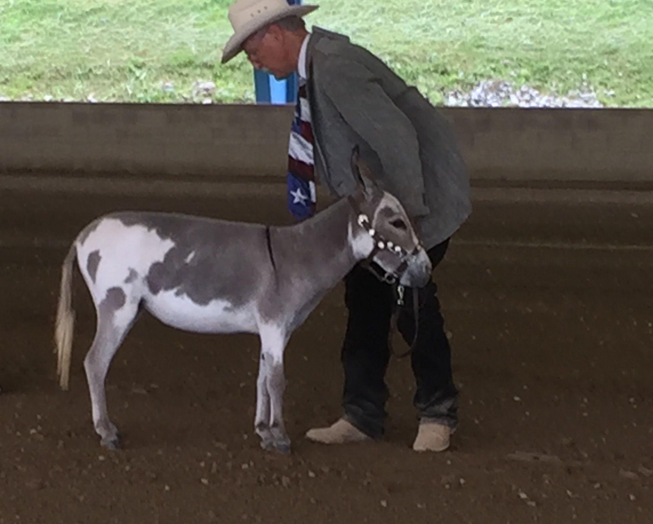 HICKORY HILL LOLA B GOOD - Anes miniatures duwer