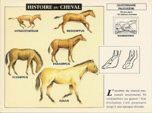 histoire du cheval